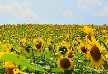 Naklejka premium field of sunflowers