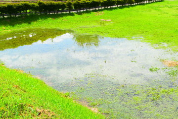 Naklejka premium 水たまりに映る空