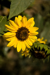 Obraz premium sunflowers on the branch fullsun