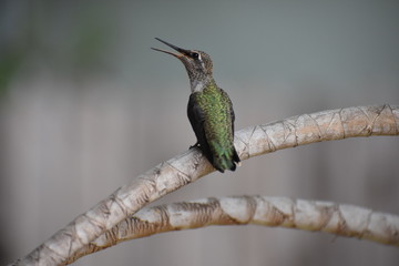 Humming bird
