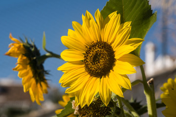 sunflowers on the branch fullsun