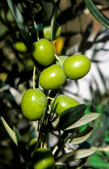 ripenning olives fruits on the branch