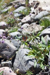 An orange butter fly on purple flowers in Scandinavia