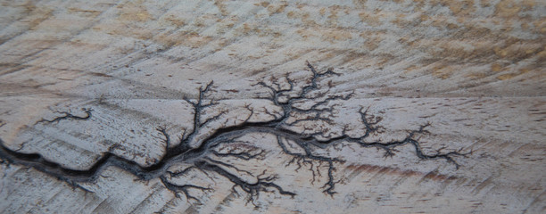 Wooden surface with tree