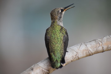 Baby Hummingbird