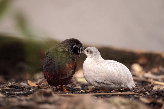 Chinese painted quail also called king quail Excalfactoria chinensis mated pair