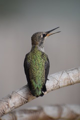 Baby Hummingbird