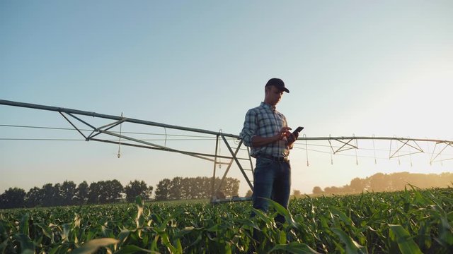 Agronomist working in a cornfield, inspecting and tuning irrigation system on smartphone. Smart farming