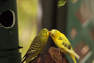 Courting Budgerigar parakeet birds Melopsittacus undulatus