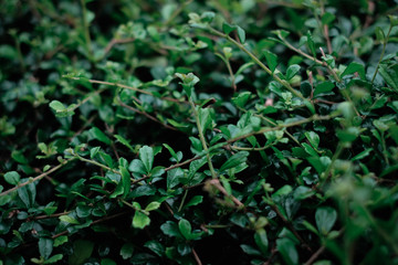 Close up green leaves background with copy space for design, Nature concept.