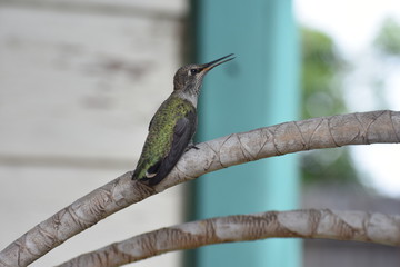Hummingbird 
