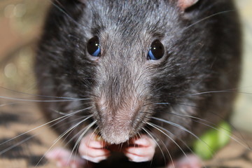 The black rat is eating. Close-up.