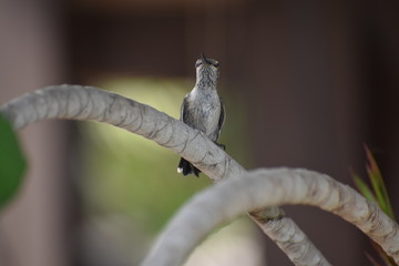 Hummingbird 