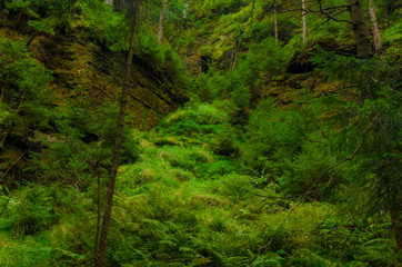 Obraz premium Valley Kyjov (Kyjovské údolí) - Bohemian Switzerland National Park