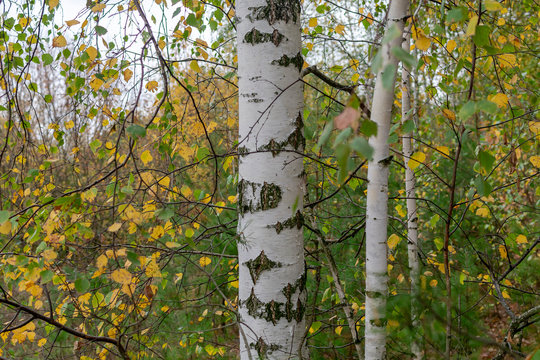  Closeup white birch trunk on autumn natural background on a cloudy day