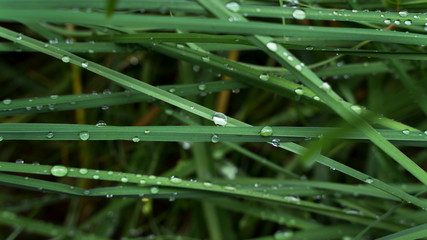 Regentropfen auf Grashalmen
