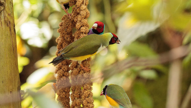 Colorful Lady gouldian finch Erythrura gouldiae birds eat seed