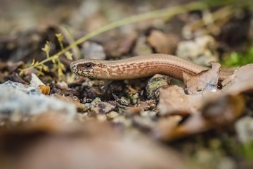 Close up encounter with fragile brown and beige legless lizard, a slowworm, laying down on a stony ground.