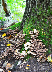 mushroom in the forest under a tree