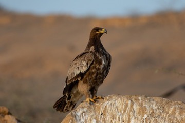 Steppe eagle the bird of prey