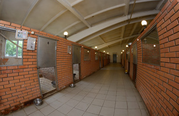 Animal shelter: hangar with row of indoor aviaries, stray dogs standing behind bars 