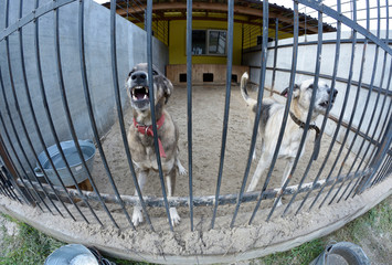 Animal abuse. Aggressive stray dogs snarling behind bars in the aviary 