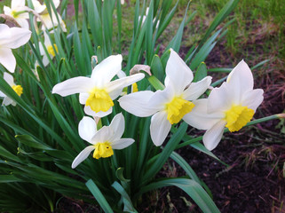 White daffodils