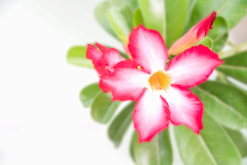 Flower petals on a white background