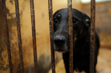 Animal abuse. Sad stray dog sitting behind bars in the aviary 
