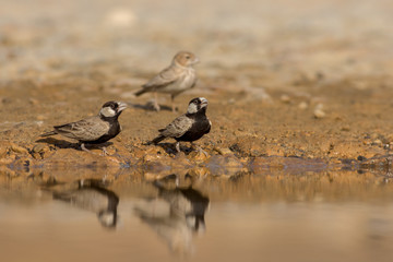 Ashy crowned sparrow lark drinking water