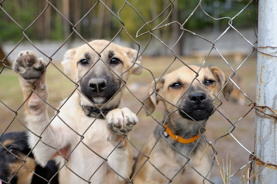 Sad twin stray puppies standing inside of the open air cage behind bars and looking at. Municipal animal shelter