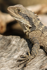Australische Wasseragame