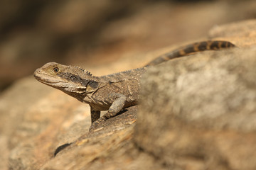 Australische Wasseragame