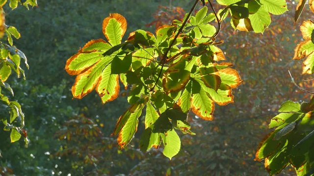 Kastanienbl&auml;tter im Herbst im Gegenlicht an einem Baum