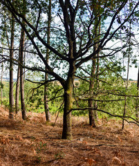 Fototapeta premium the tree in fall season
