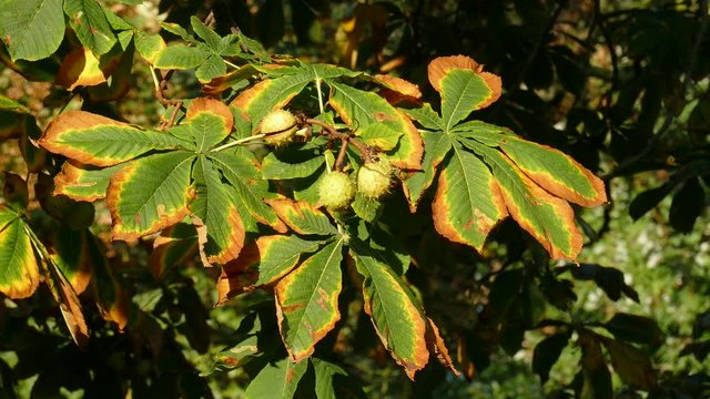 Kastanienbl&auml;tter im Herbst an einem Baum
