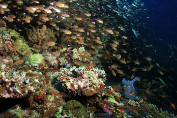 Fototapeta na wymiar Schools of Fish over Coral Reef. South Ari Atoll, Maldives