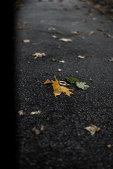 Maple leaf in fall autumn