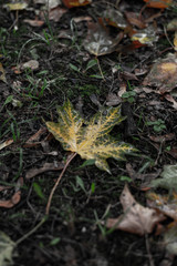 Maple leaf in fall autumn