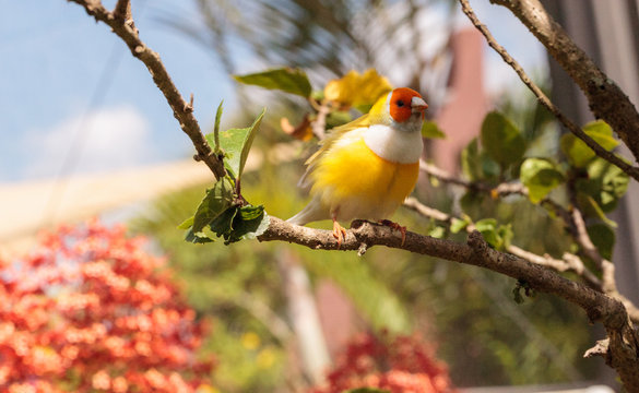 Orange and yellow Lady gouldian finch Erythrura gouldiae bird