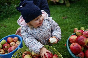 Fototapeta premium Tiny baby girl in countryhouse outfit sits on grass and holds bag full of red apples. The weather is cold wet and rainy