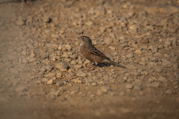 Grey-necked Bunting