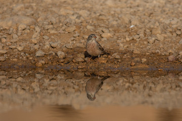Grey-necked Bunting drinking water