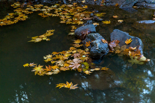 yellow leaves in the water