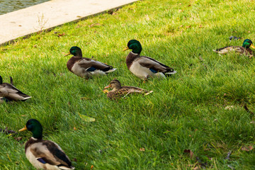 group of ducks in a grassy spot near a pond