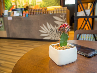macro closeup, beautiful of cactus, planting in pots, placed on a work desk