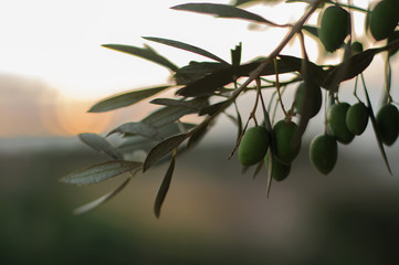 olive branch with olives at sunset