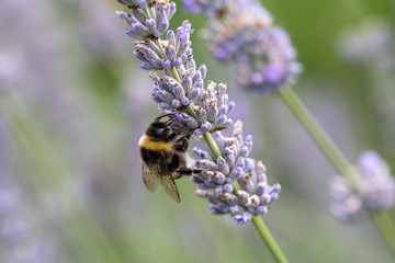 Hummel am Lavendel
