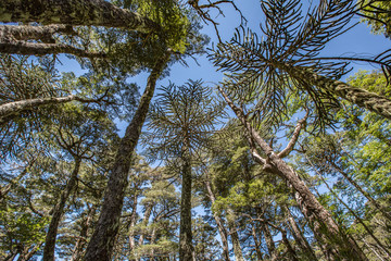 Araukárie (Araucaria araucana) This particular kind of prymulas is endemic, which means that it only occurs here – in central Chile and in the west of Argentina.