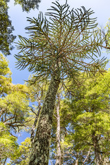 Obraz premium Araukárie (Araucaria araucana) This particular kind of prymulas is endemic, which means that it only occurs here – in central Chile and in the west of Argentina.